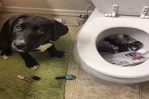 Thảm họa mang tên... cún cưng