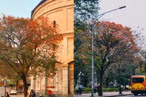 Hà Nội mùa lá đỏ, “7749” địa chỉ đứng vào là có ảnh đẹp