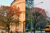 Hà Nội mùa lá đỏ, “7749” địa chỉ đứng vào là có ảnh đẹp