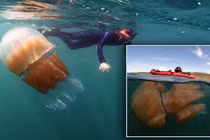 “Quái vật” sứa khổng lồ tấn công bờ biển Anh