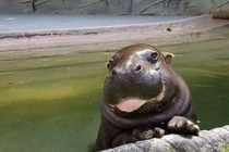 Loạt ảnh “ngoan xinh yêu” của chú hà mã khiến nhiều người thích thú