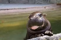 Loạt ảnh “ngoan xinh yêu” của chú hà mã khiến nhiều người thích thú