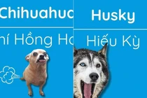 Cười ná thở với tên gọi những chú chó khi được Việt hoá 