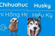 Cười ná thở với tên gọi những chú chó khi được Việt hoá 