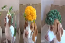 Chú chó mặt ngơ đội rau củ quả gây sốt mạng