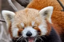 Gấu trúc đỏ mới thực sự là gấu trúc