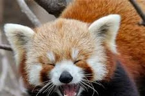 Gấu trúc đỏ mới thực sự là gấu trúc