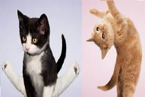 Mèo tập Yoga chuyên nghiệp