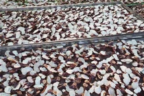 Sơn La: Thu gần 10 triệu đồng mỗi ngày từ trồng cây nhìn như nhũ đá