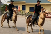 Chú ngựa với gương mặt hài hước nổi nhất lễ diễu binh Điện Biên