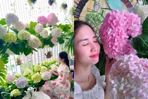 Gieo mầm cẩm tú cầu ở ban công, cô nàng nhận kết quả khó tin