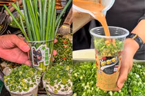 “Ớn lạnh” trước món trà sữa hành lá mới nổi