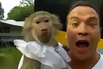 Khỉ con bắt chước tiếng gào thét giống hệt ông chủ
