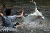 Khách du lịch giơ máy ảnh chụp ngỗng bị mổ tơi bời