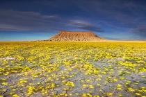 Mê mẩn “thiên đường hoa” tràn ngập hoang mạc khô cằn