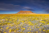 Mê mẩn “thiên đường hoa” tràn ngập hoang mạc khô cằn