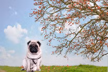 Nhờ dân mạng sửa ảnh chó cưng, chủ nhân nhận cái kết cười ra nước mắt