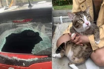 Chú mèo báo thủ rơi từ tầng cao khiến chủ xế hộp khóc ròng
