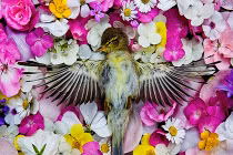 Nữ nhiếp ảnh “phù phép” giấc ngủ trăm năm của động vật