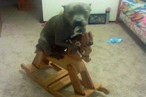 Khi những chú chó quên mất cách “làm chó“