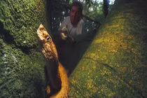 Đảo rắn - chốn tử thần mang vẻ đẹp thiên đường