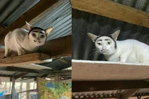 Cười rũ rượi với chú mèo có gương mặt “trộm cắp“