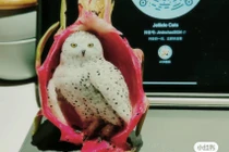 Pháp sư Trung Hoa với màn tạo chú cú từ thanh long bằng...răng