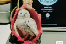 Pháp sư Trung Hoa với màn tạo chú cú từ thanh long bằng...răng