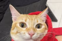 Mèo cam tại sao lại nghịch ngợm hơn các con mèo màu lông khác?