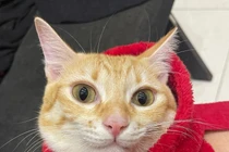 Mèo cam tại sao lại nghịch ngợm hơn các con mèo màu lông khác?