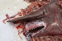 Giải mã loài “quái vật” cực kỳ xấu xí, đáng sợ được ví như “hóa thạch sống”