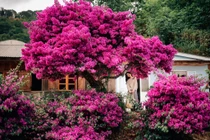 Cây hoa giấy 35 tuổi Đà Lạt có gì khiến giới trẻ mê mẩn?