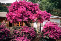 Cây hoa giấy 35 tuổi Đà Lạt có gì khiến giới trẻ mê mẩn?