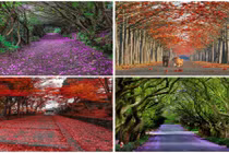 16 cung đường rải thảm hoa đẹp mê hồn