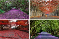 16 cung đường rải thảm hoa đẹp mê hồn