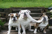 Nỗi ức chế của FA 