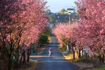 Xách balo lên Đà Lạt ngay khi mùa mai anh đào nở rộ