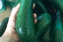 Bơ sáp “nữ hoàng chân dài” rớt giá, thương lái ôm vườn “ngậm trái đắng”