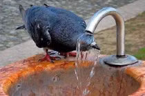 Những cách chống nóng bá đạo của động vật (1)