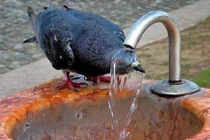 Những cách chống nóng bá đạo của động vật (1)