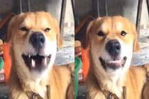 Chỉ cần ngáp, chú chó bất ngờ trở thành “hot face“ trên MXH