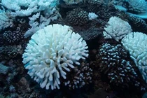 San hô đang dần dần bị tàn phá do El Nino