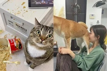 Những pha "báo đời" của thú cưng khiến chủ lực bất tòng tâm