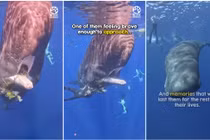 Cá nhà táng cầu cứu thợ lặn và hành động bất ngờ sau đó