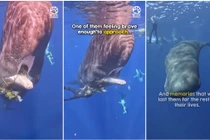 Cá nhà táng cầu cứu thợ lặn và hành động bất ngờ sau đó