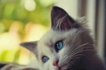 Những cảm xúc chạm đến lòng người của loài mèo