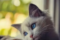 Những cảm xúc chạm đến lòng người của loài mèo