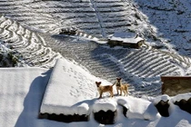 Cư dân mạng phát sốt vì tuyết Sapa