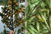 Loạt món ăn được mệnh danh “sơn hào hải vị” tuổi thơ