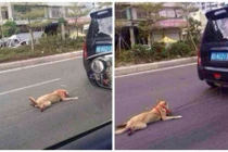 Phẫn nộ chú chó bị chủ kéo lê trên đường